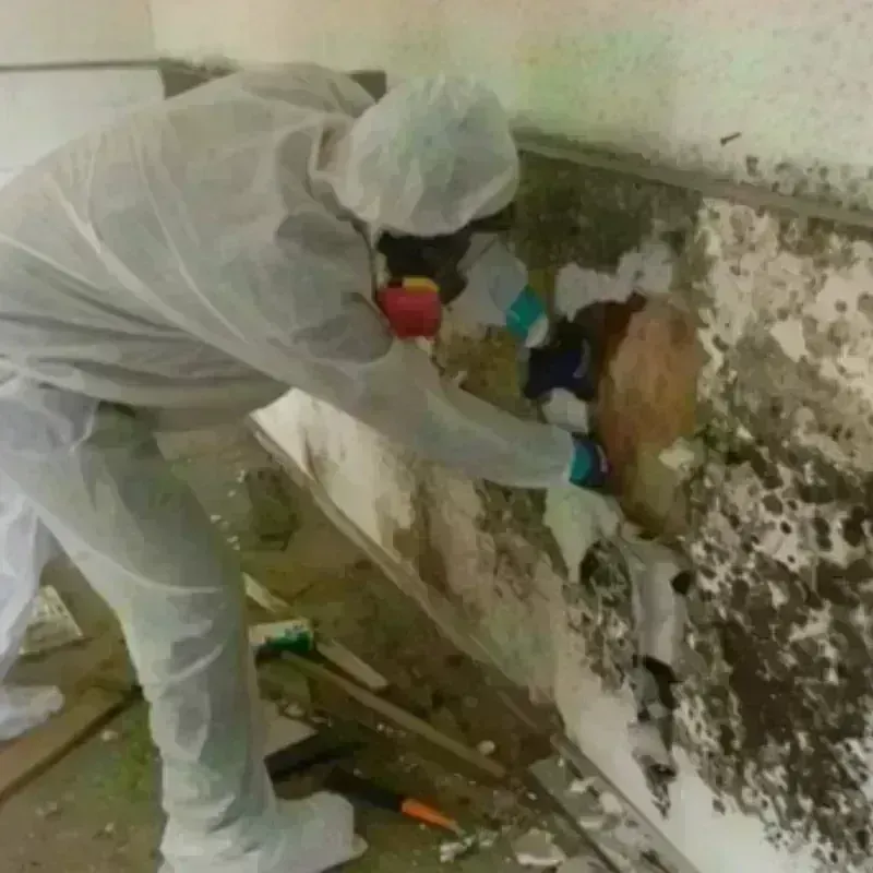 Mold Remediation and Removal in New Brighton, NY